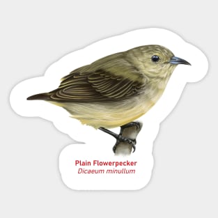 Plain Flowerpecker | Dicaeum minullum Sticker